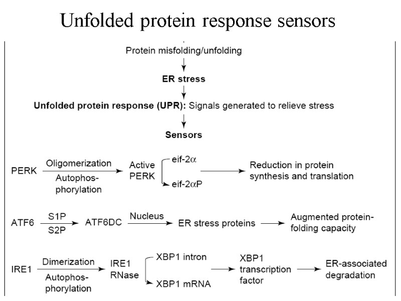 Unfolded protein response sensors